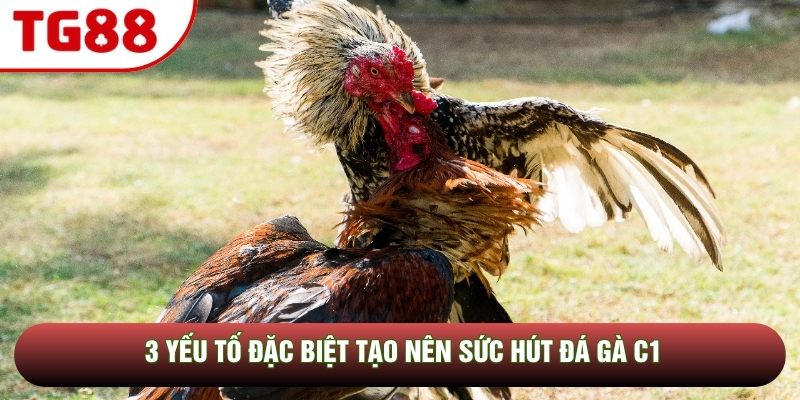 3 yếu tố đặc biệt tạo nên sức hút đá gà C1 3 yếu tố đặc biệt tạo nên sức hút đá gà C1