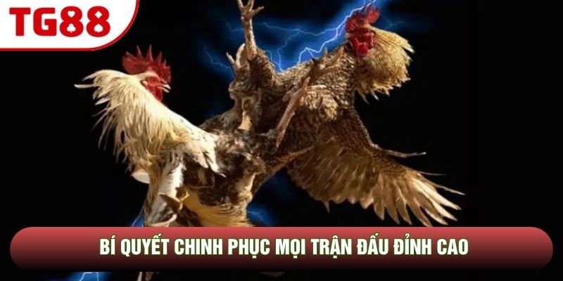 Bí quyết chinh phục mọi trận đấu đỉnh cao