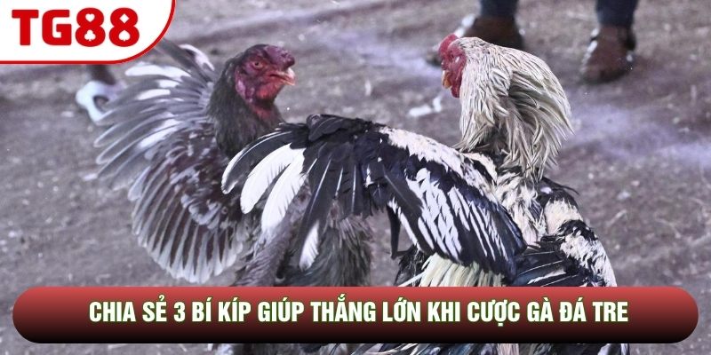 Chia sẻ 3 bí kíp giúp thắng lớn khi cược gà đá tre Chia sẻ 3 bí kíp giúp thắng lớn khi cược gà đá tre