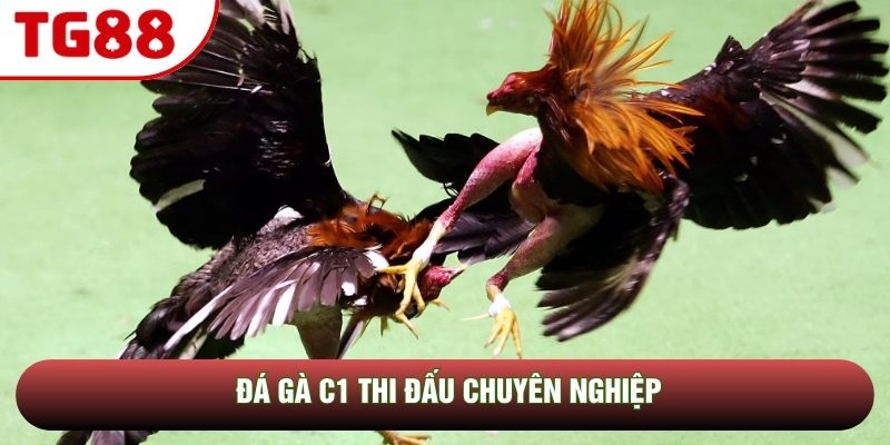 Đá gà C1 thi đấu chuyên nghiệp Đá gà C1 thi đấu chuyên nghiệp
