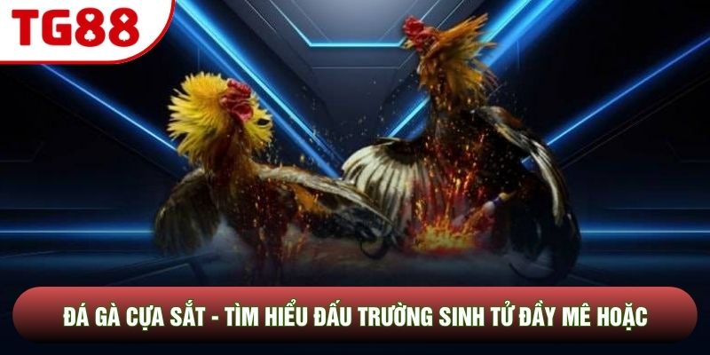 Đá Gà Cựa Sắt - Tìm Hiểu Đấu Trường Sinh Tử Đầy Mê Hoặc