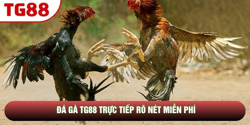 Đá gà TG88 trực tiếp rõ nét miễn phí