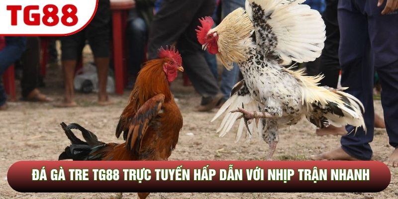 Đá Gà Tre TG88 Trực Tuyến Hấp Dẫn Với Nhịp Trận Nhanh