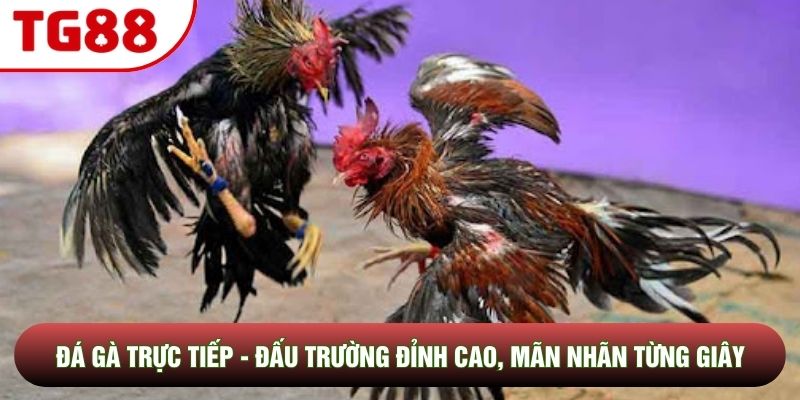 Đá Gà Trực Tiếp - Đấu Trường Đỉnh Cao, Mãn Nhãn Từng Giây