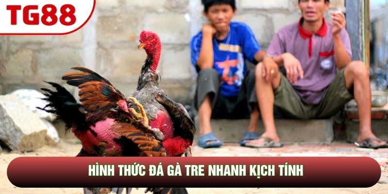 Hình thức đá gà tre nhanh kịch tính Hình thức đá gà tre nhanh kịch tính