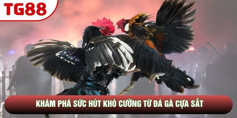 Khám phá sức hút khó cưỡng từ đá gà cựa sắt Khám phá sức hút khó cưỡng từ đá gà cựa sắt