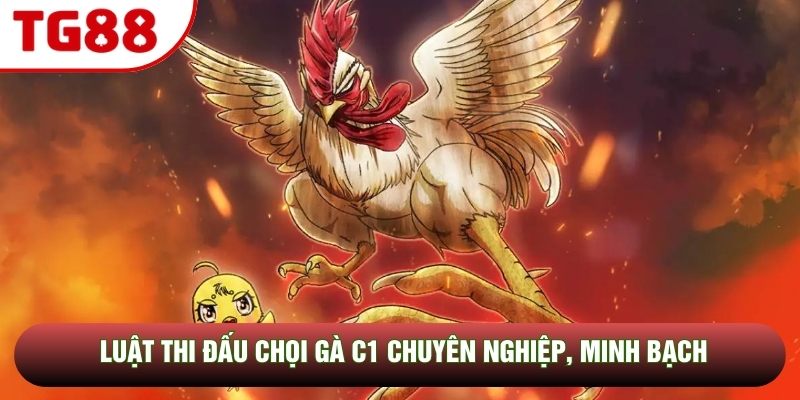 Luật thi đấu chọi gà C1 chuyên nghiệp, minh bạch Luật thi đấu chọi gà C1 chuyên nghiệp, minh bạch