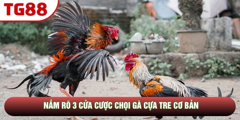 Nắm rõ 3 cửa cược chọi gà cựa tre cơ bản Nắm rõ 3 cửa cược chọi gà cựa tre cơ bản