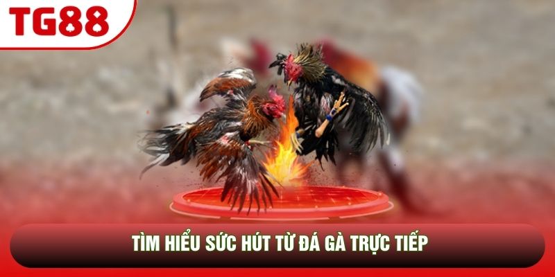 Tìm hiểu sức hút từ đá gà trực tiếp