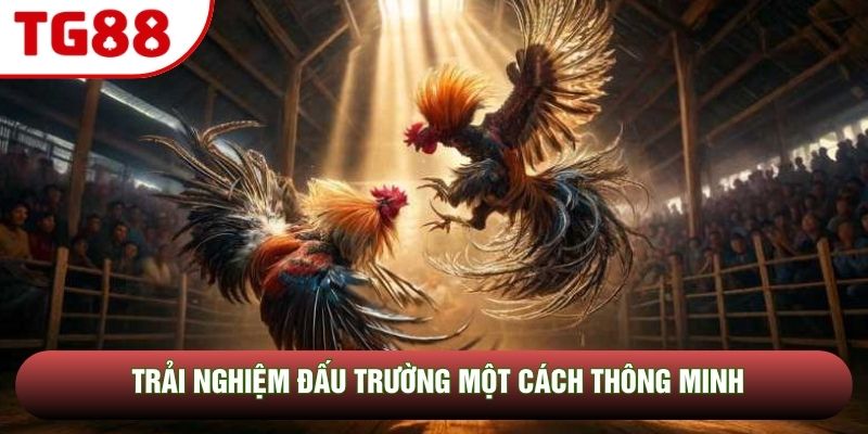 Trải nghiệm đấu trường một cách thông minh Trải nghiệm đấu trường một cách thông minh
