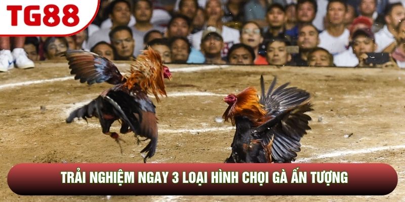 Trải nghiệm ngay 3 loại hình chọi gà ấn tượng